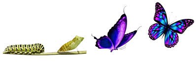 butterfly metamorphasis